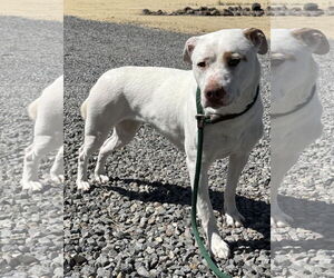 Bull Terrier-Pembroke Welsh Corgi Mix Dogs for adoption in Incline Village, NV, USA