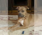 Small #2 Bullboxer Pit