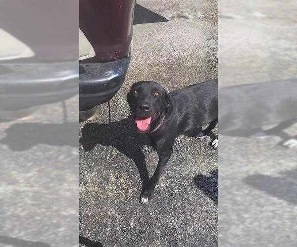 Medium Photo #1 Labrador Retriever-Unknown Mix Puppy For Sale in San Antonio, TX, USA