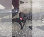 Small Labrador Retriever Mix