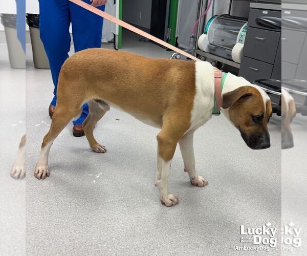 Medium Photo #3 Mutt Puppy For Sale in Washington, DC, USA