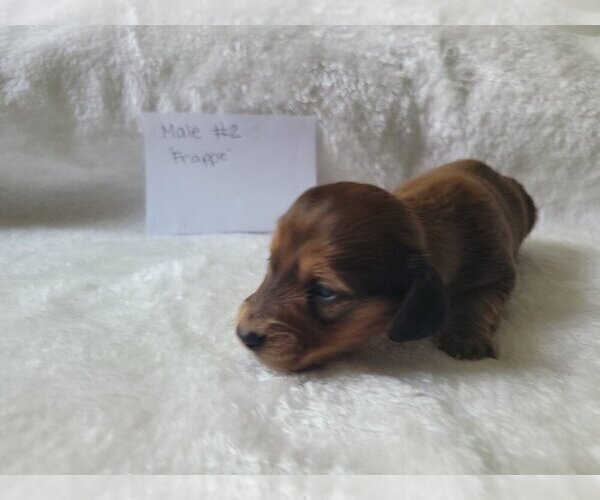 Medium Photo #39 Dachshund Puppy For Sale in PINSON, AL, USA