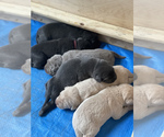 Small Photo #3 Labrador Retriever Puppy For Sale in OUTLOOK, WA, USA