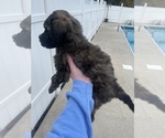 Small Photo #3 Goldendoodle Puppy For Sale in CLEVELAND, TN, USA