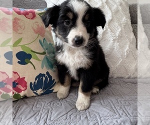 Miniature Australian Shepherd Puppy for sale in NEW BALTIMORE, MI, USA