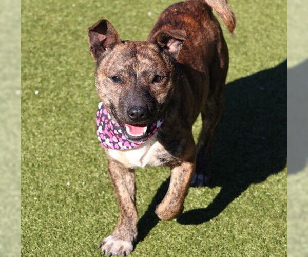 Medium Photo #2 Mutt Puppy For Sale in Rockaway, NJ, USA