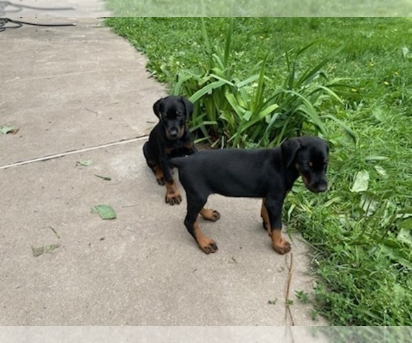 Medium Photo #4 Doberman Pinscher Puppy For Sale in BOUCKVILLE, NY, USA