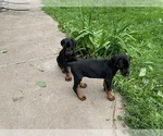 Small #3 Doberman Pinscher