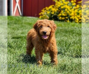 Goldendoodle Puppy for sale in LITITZ, PA, USA