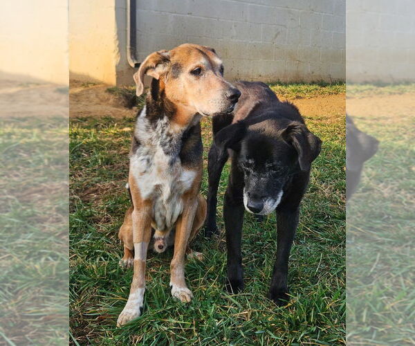 Medium Photo #2 Mutt Puppy For Sale in Maryville, TN, USA