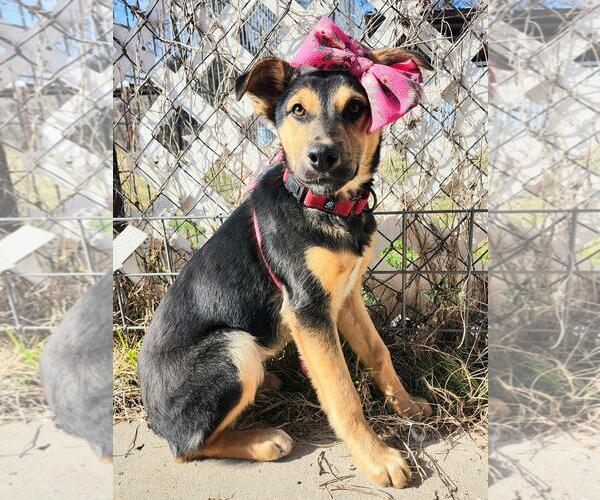 Medium Photo #2 Australian Shepherd-Unknown Mix Puppy For Sale in Maquoketa, IA, USA