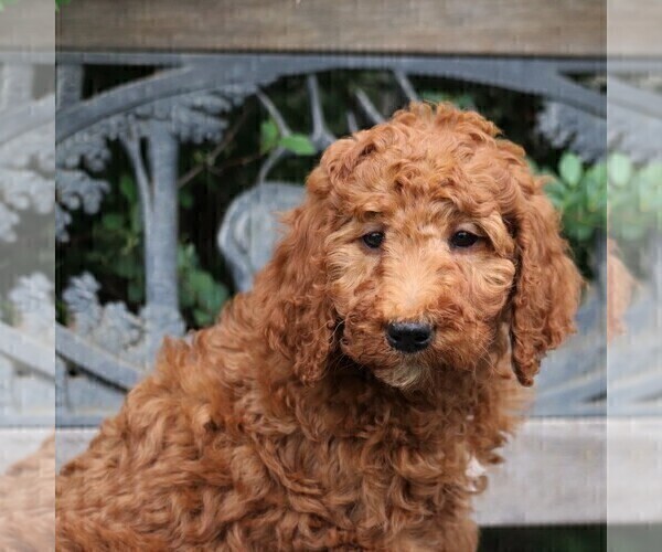 Medium Photo #4 Poodle (Standard) Puppy For Sale in EAST EARL, PA, USA