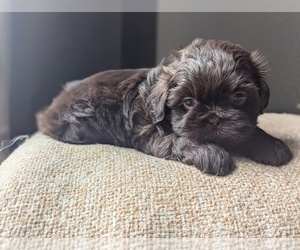 Medium Shih Tzu
