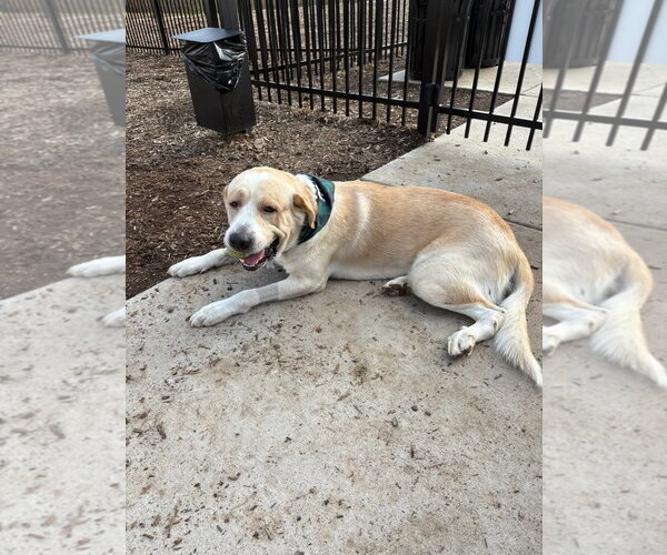 Medium Photo #6 Alaskan Malamute-Great Pyrenees Mix Puppy For Sale in Holly Springs, NC, USA