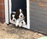Small #14 English Springer Spaniel