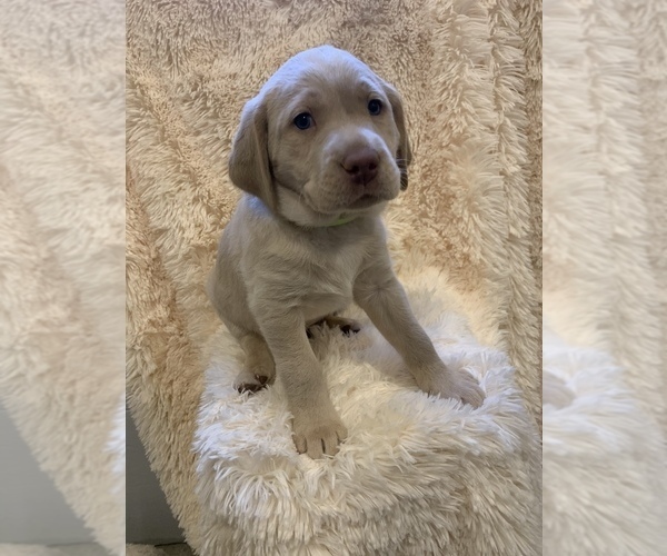 Medium Photo #2 Labrador Retriever Puppy For Sale in ALLENSVILLE, OH, USA