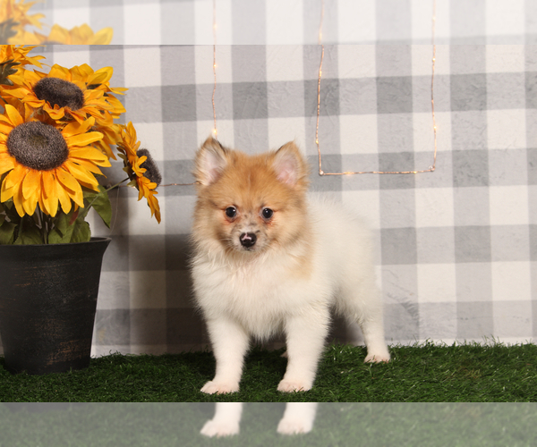 Medium Photo #1 Pomeranian Puppy For Sale in MARIETTA, GA, USA
