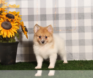 Pomeranian Puppy for sale in MARIETTA, GA, USA