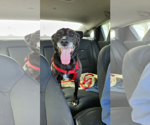 Medium Photo #20 Labrador Retriever-Unknown Mix Puppy For Sale in Germantown, OH, USA