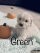 Small Photo #77 Goldendoodle Puppy For Sale in VACAVILLE, CA, USA