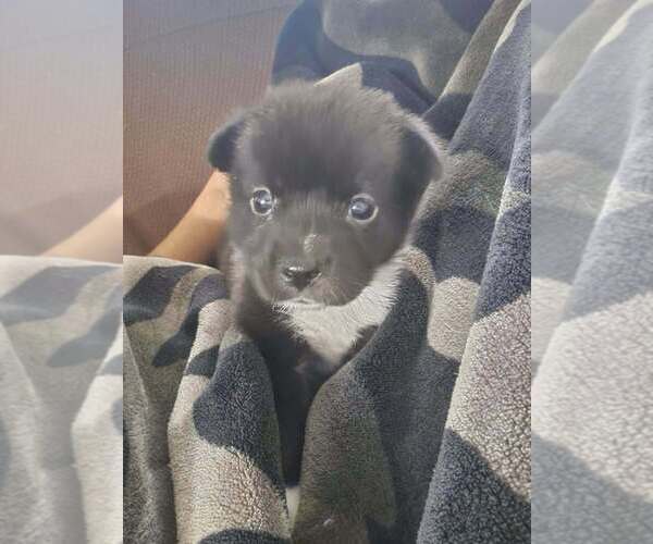 Medium Photo #2 Mutt Puppy For Sale in New York, NY, USA