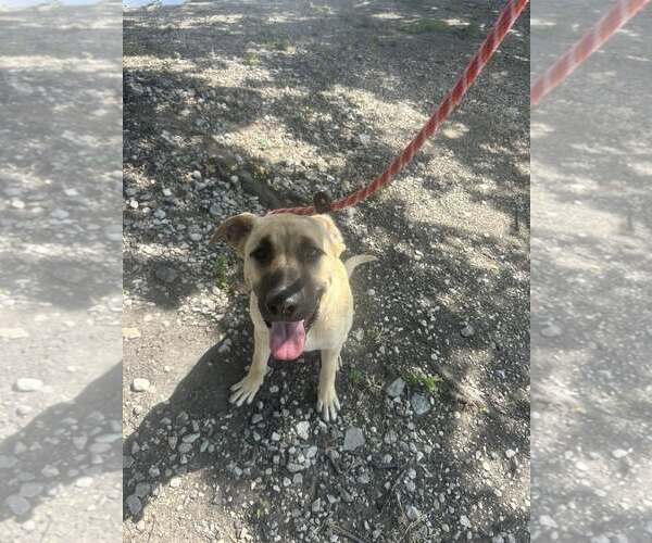 Medium Photo #5 Anatolian Shepherd-Unknown Mix Puppy For Sale in Rowlett, TX, USA