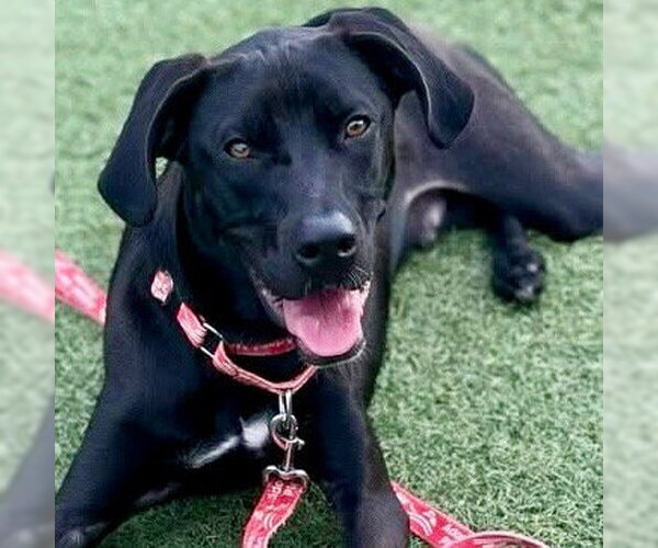 Medium Photo #11 Labrador Retriever-Unknown Mix Puppy For Sale in Canton, CT, USA