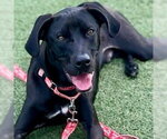 Small #10 Labrador Retriever Mix
