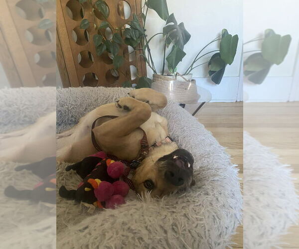 Medium Photo #2 Labrador Retriever-Unknown Mix Puppy For Sale in Springdale, PA, USA