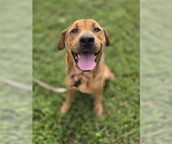 Medium Photo #1 Labrador Retriever-Unknown Mix Puppy For Sale in Ocala, FL, USA