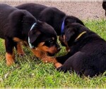 Small Photo #8 Rottweiler Puppy For Sale in PELHAM, GA, USA