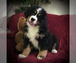 Puppy 3 Bernese Mountain Dog