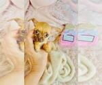 Small Photo #14 Chihuahua Puppy For Sale in PEMBROKE PINES, FL, USA