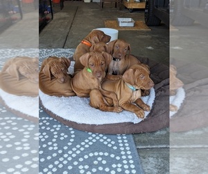 Vizsla Puppy for sale in WAVERLY, NE, USA