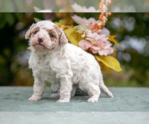 Goldendoodle (Miniature) Puppy for sale in WOLCOTTVILLE, IN, USA