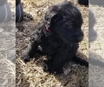 Small Photo #3 Labradoodle Puppy For Sale in JACKSON, MN, USA