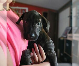 Labrador Retriever-Unknown Mix Dogs for adoption in New London, WI, USA
