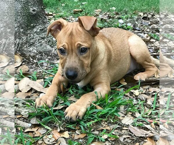 Medium Photo #7 Mutt Puppy For Sale in Spring, TX, USA