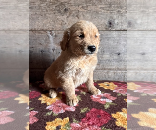 Medium Photo #6 Golden Retriever Puppy For Sale in VERMONTVILLE, MI, USA