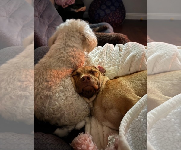 Medium Photo #4 Daug Puppy For Sale in Escondido, CA, USA