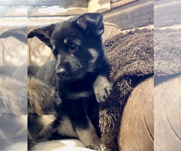 Medium Photo #16 German Shepherd Dog Puppy For Sale in BRIGHTON, CO, USA