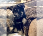 Small Photo #16 German Shepherd Dog Puppy For Sale in BRIGHTON, CO, USA