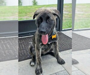 Unknown-white german shepherd Mix Dogs for adoption in Hoffman Estates, IL, USA