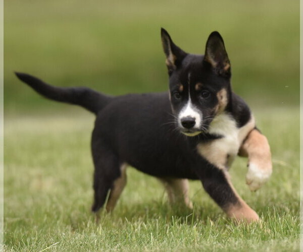 Medium Photo #2 Australian Shepherd-Unknown Mix Puppy For Sale in Mechanicsburg, PA, USA