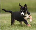 Small #1 Australian Shepherd Mix