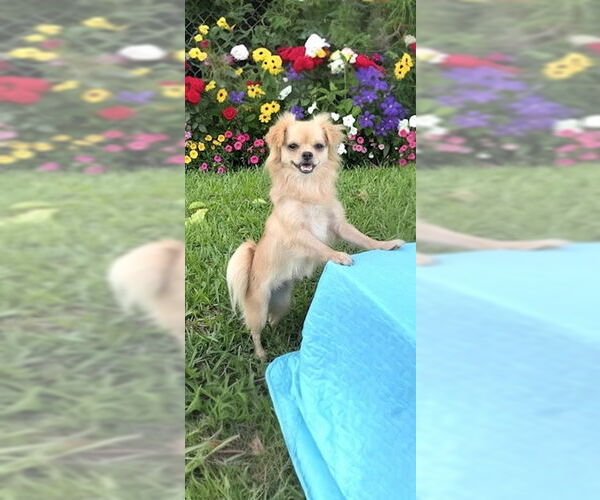 Medium Photo #4 Shiranian Puppy For Sale in Weston, FL, USA