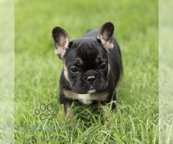 Medium Photo #3 French Bulldog Puppy For Sale in GORDONVILLE, PA, USA
