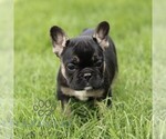Small #2 French Bulldog