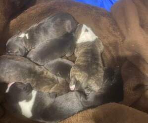 American Pit Bull Terrier Puppy for sale in COLUMBIA, PA, USA