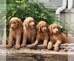 Small Photo #3 Labradoodle-Poodle (Standard) Mix Puppy For Sale in LEOLA, PA, USA